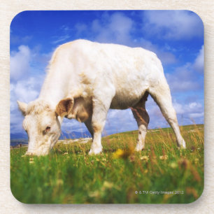 Charolais Cow Grazing, Mannin Bay, Ireland Coaster