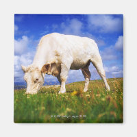 Charolais Cow Grazing, Mannin Bay, Ireland