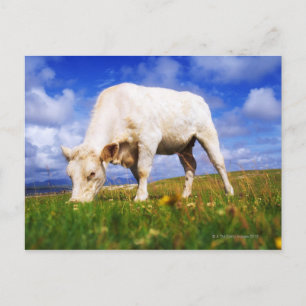 Charolais Cow Grazing, Mannin Bay, Ireland Postcard