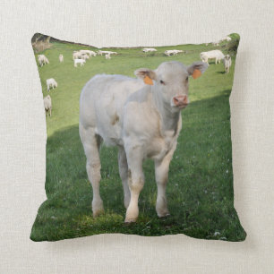 Charolais white calf photo cushion