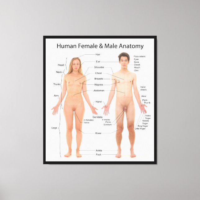 Chart of Basic Human Female and Male Anatomy Canvas Print (Front)