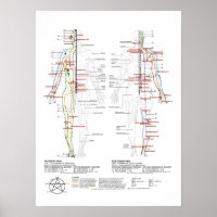 Chart of Human Meridians