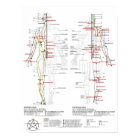 Chart of Human Meridians