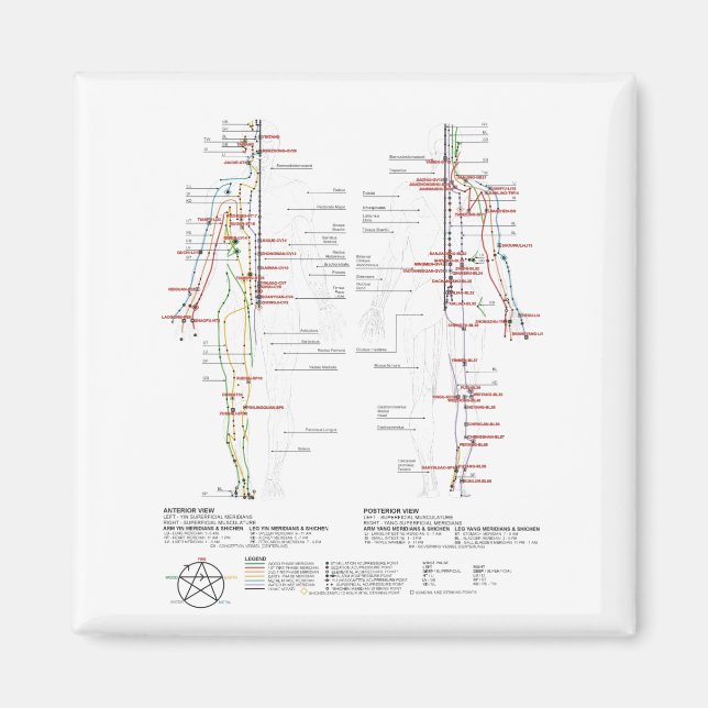 Chart of Human Meridians Magnet (Front)