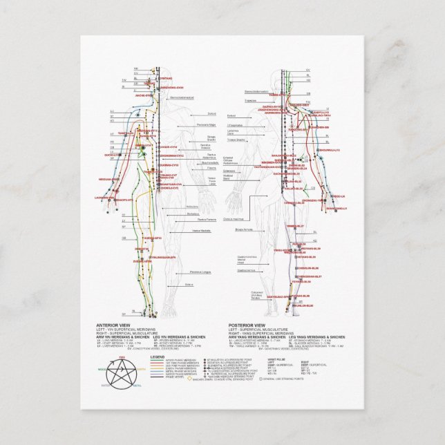 Chart of Human Meridians Postcard (Front)
