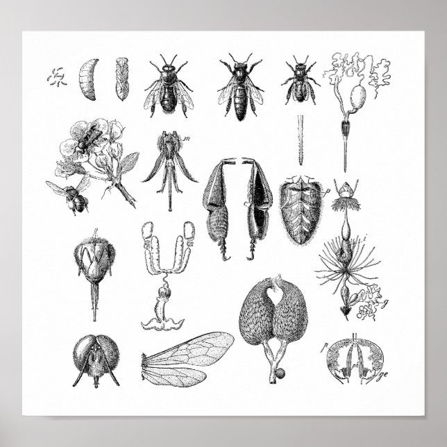 Chart of Insects (Front)