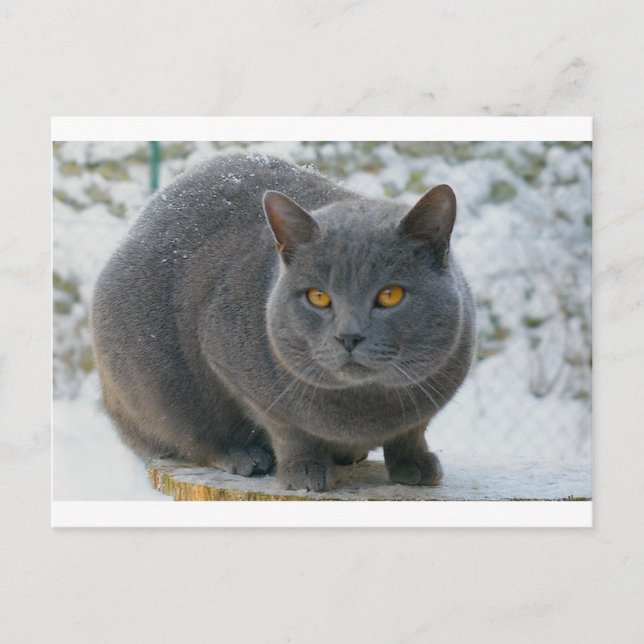 Chartreu in snow postcard (Front)