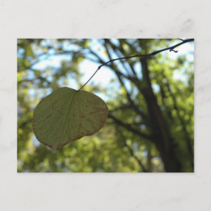 Chartreuse calm postcard