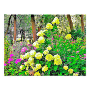 Chartreuse Green Limelight Hydrangea Garden Photo Print