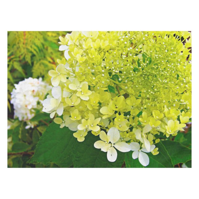 Chartreuse Green, Limelight Hydrangea, Tablecloth (Front (Horizontal))