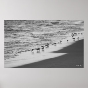 Chasing Sandpipers Poster