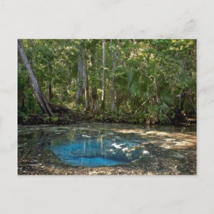 Chassahowitzka Springs, Florida. Postcard