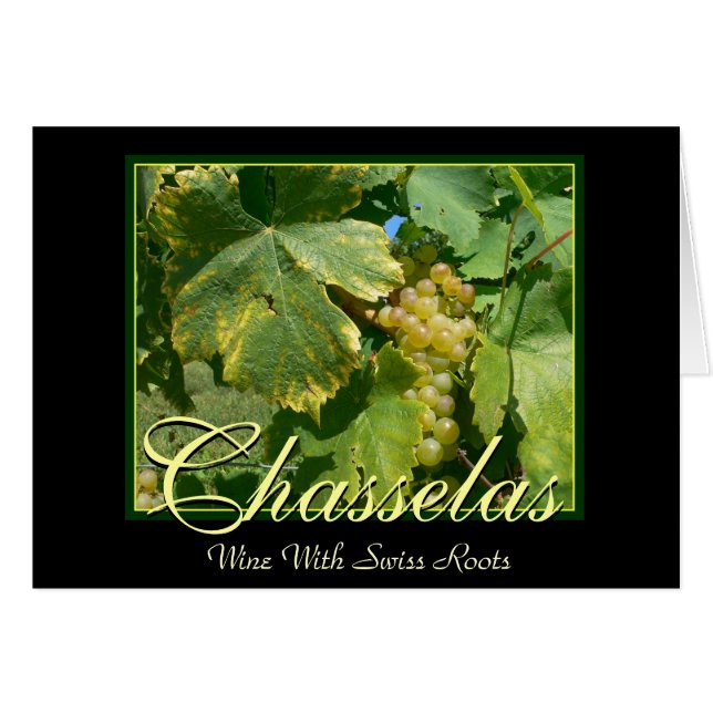 Chasselas Wine Grapes in Mont-Sur-Rolle (Front Horizontal)