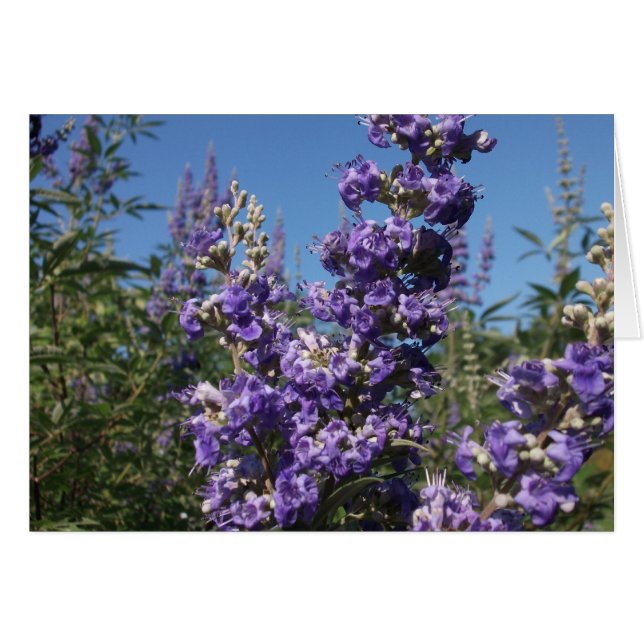 Chaste Arbre Fleurs violettes (Devant horizontal)