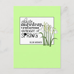Chaste Snowdrop Postcard
