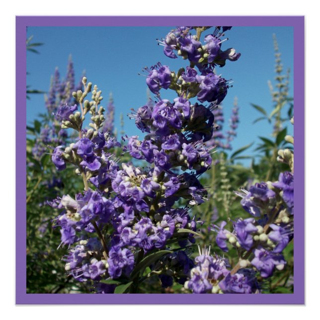 Chaste Tree Purple Flowers Poster (Front)