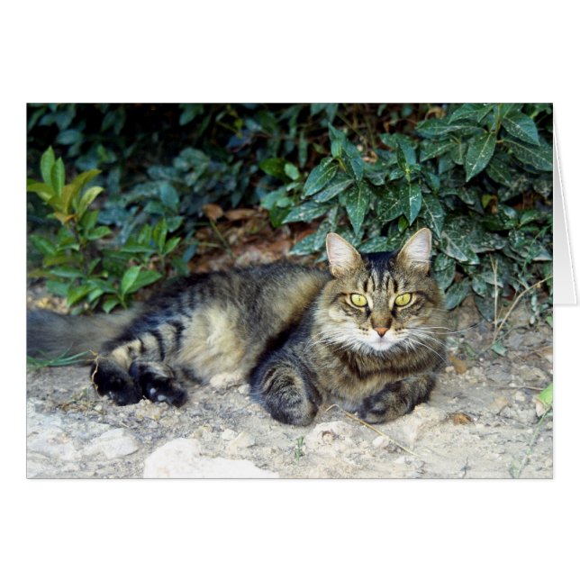 Chat (Devant horizontal)