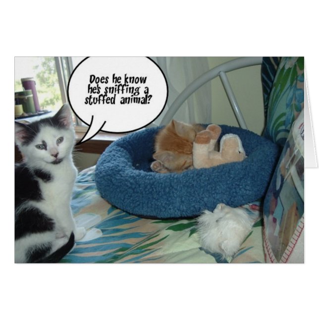 Chat à chat Tabby Orange (Devant horizontal)