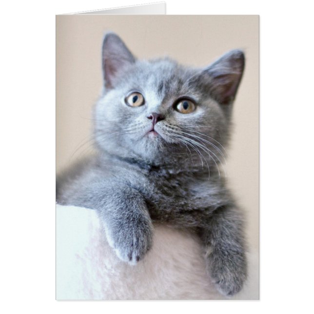 Chat à courte air britannique gris (Devant)