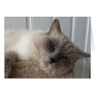 Chat à poupée, carte