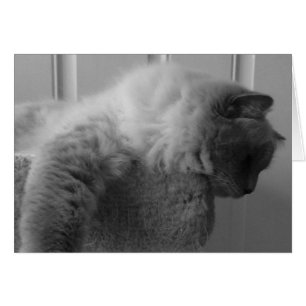 Chat à poupée, carte