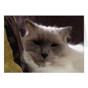 Chat à poupée, carte