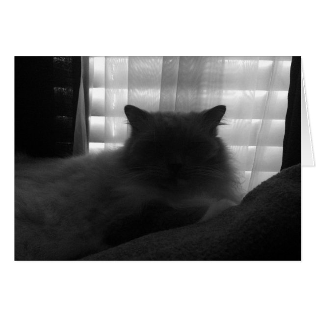 Chat à poupée - Watcher à Dusk - Noir (Devant horizontal)