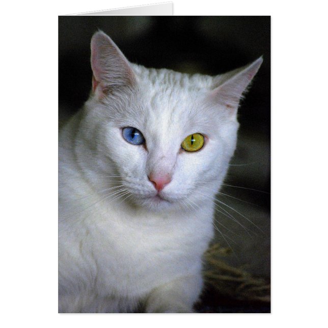 Chat angora turc avec les yeux mal adaptés (Devant)