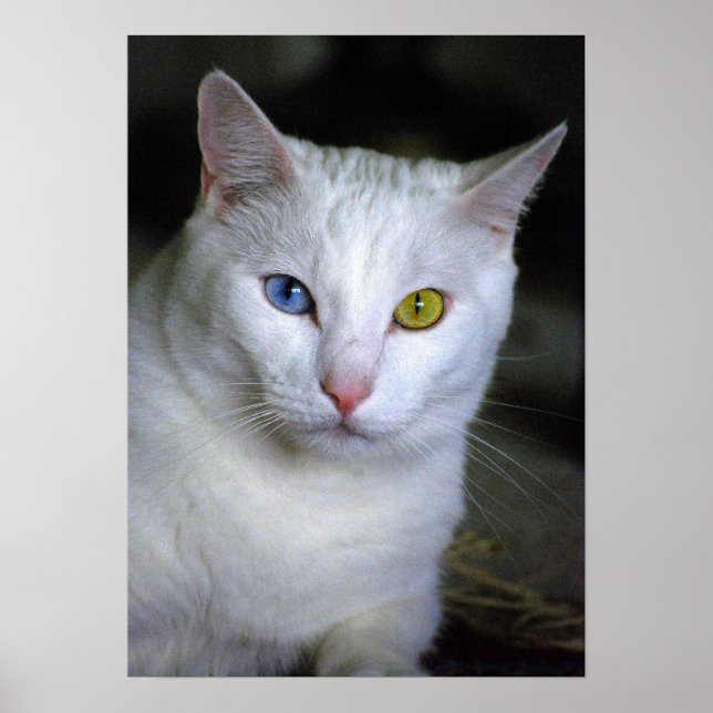 Chat Angora Turc Avec Poster Des Yeux Mal Correspo (Devant)