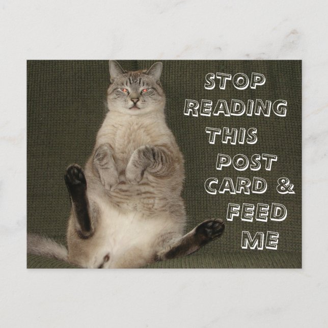 Chat "Arrêter de lire carte postale et me nourrir" (Devant)