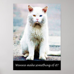 Chat avec affiche d'attitude