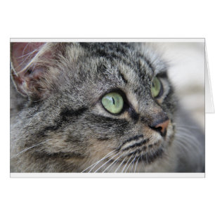 Chat avec de beaux yeux verts