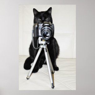 Chat avec l'appareil photo - affiche
