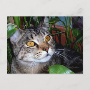 Chat avec yeux en cuivre / Carte postale Amoureux 