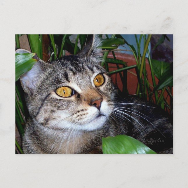 Chat avec yeux en cuivre / Carte postale Amoureux  (Devant)