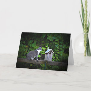 Chat & Birdhouse, carte