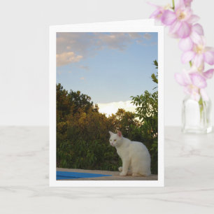 Chat blanc à la carte de piscine
