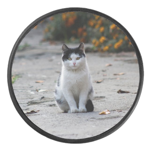 Chat, Blanc, Animaux (Devant)