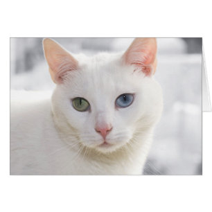 chat blanc aux yeux impairs