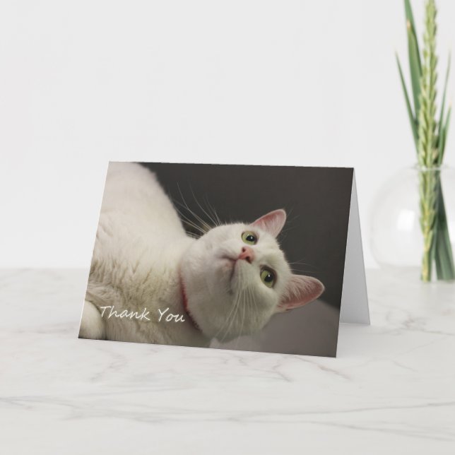 Chat blanc Carte de remerciements par point pour u (Devant)