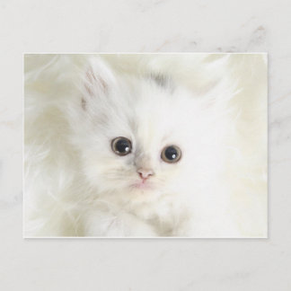 Chat blanc postcard