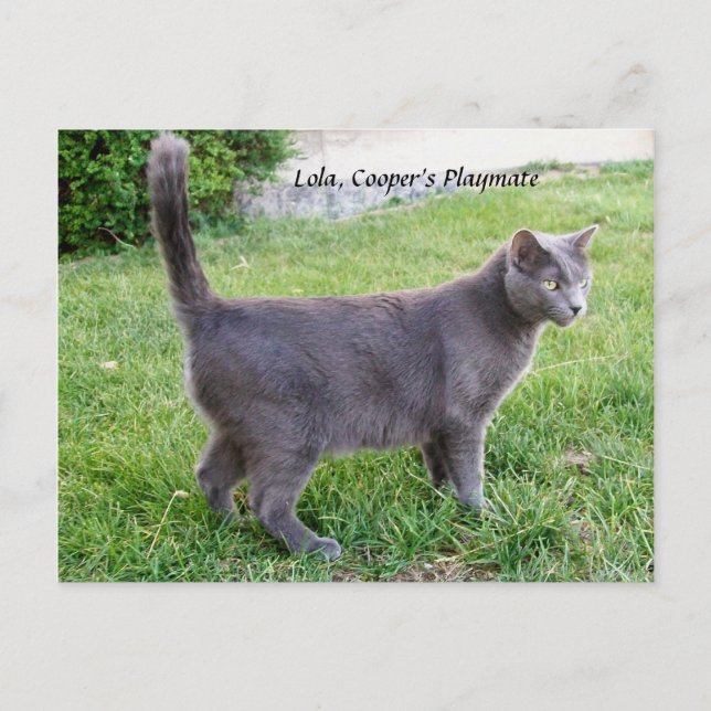 Chat bleu russe sur l'herbe - Carte postale Lola K (Devant)