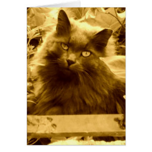 Chat bleu russe vintage