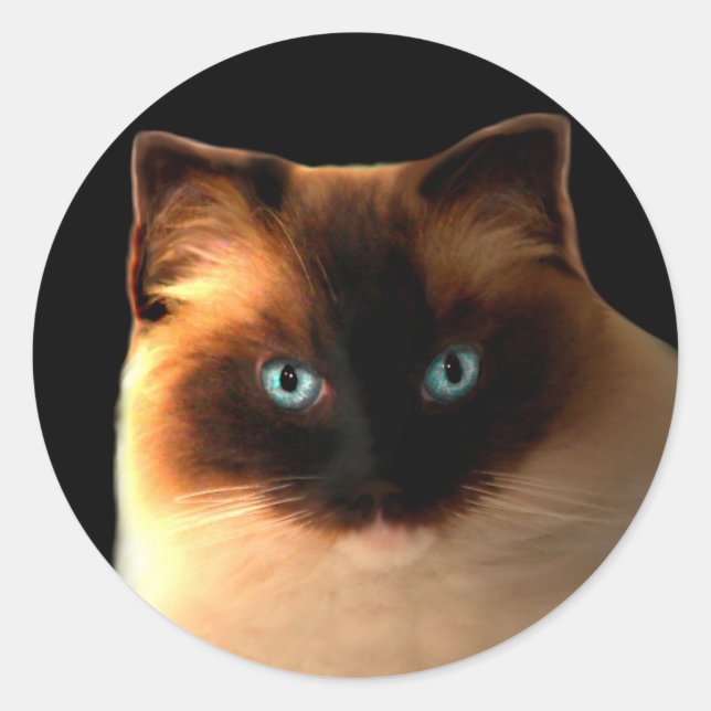 Chat Chats Ragdoll Ragdolls Stickers Kitty (Devant)