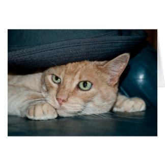 Chat Cool classique
