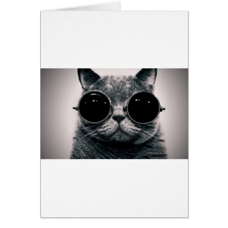 chat cool kat kool avec des lunettes de soleil