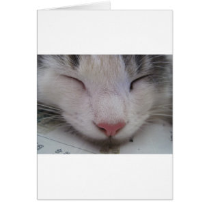 Chat couché