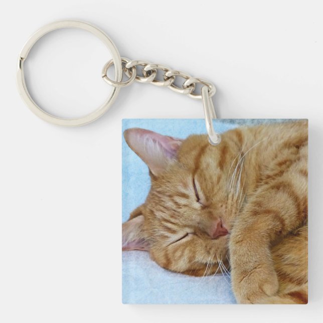 Chat couché (Devant)