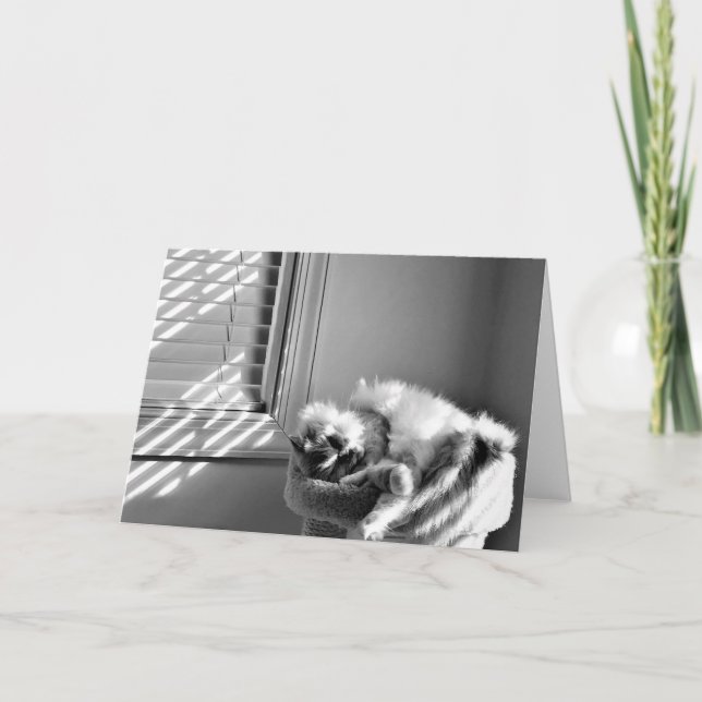 Chat couché, carte (Devant)