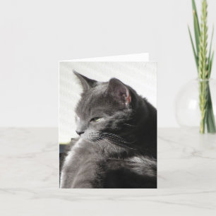 Chat dans la carte de note Sun